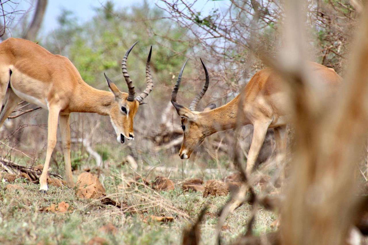 Jackals Dream - Self Catering Villa Bordering Kruger National Park Марлот-Парк Экстерьер фото